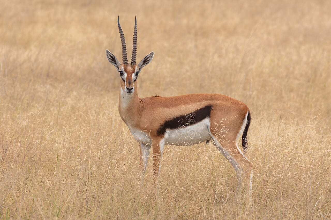 Gacela de Thomson (Eudorcas thomsonii), parque nacional de Amboseli, Kenia, 2024-05-23, DD 11.jpg