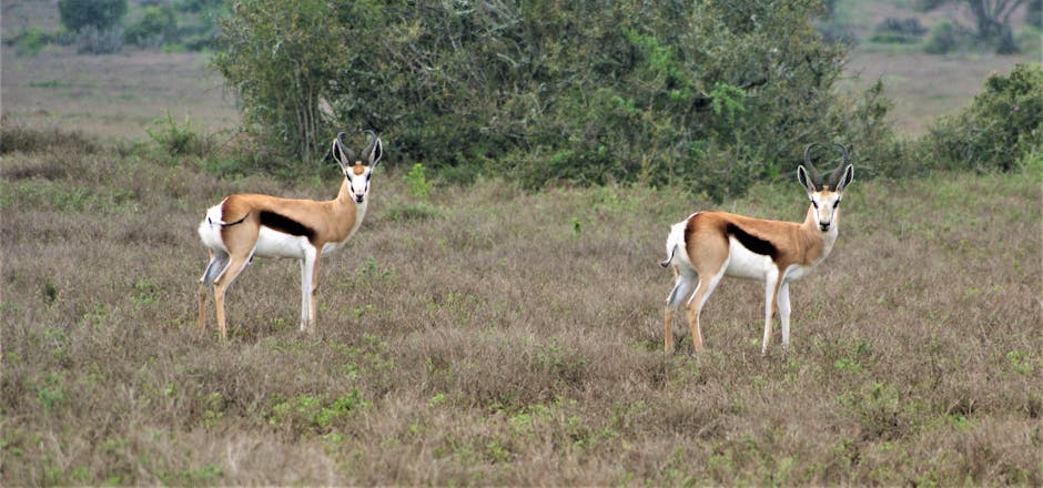 Two springboks on alert in their natural habitat in the savanna.